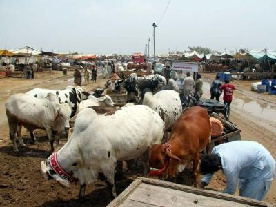 Northern Bypass Cattle Market Crisis: How KMC Earned 10 Crores While Traders Suffered Massive Losses