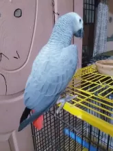 African Grey Parrot Congo size